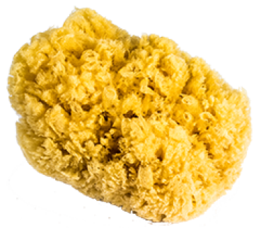 Natur Schwamm Größe 6