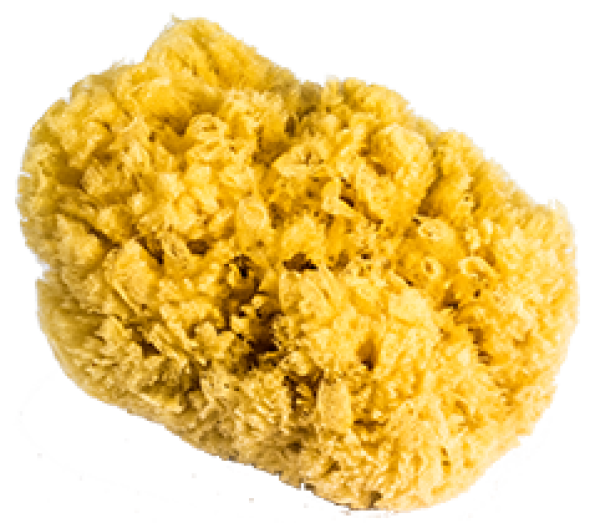 Natur Schwamm Größe 6