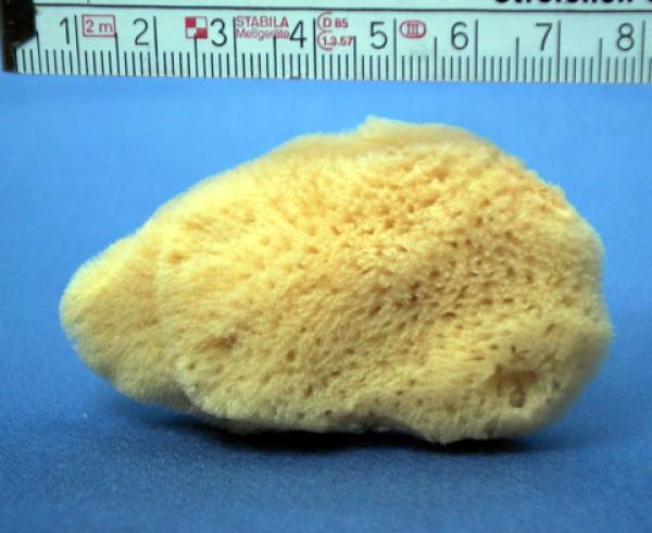 Natur Schwamm Größe 1